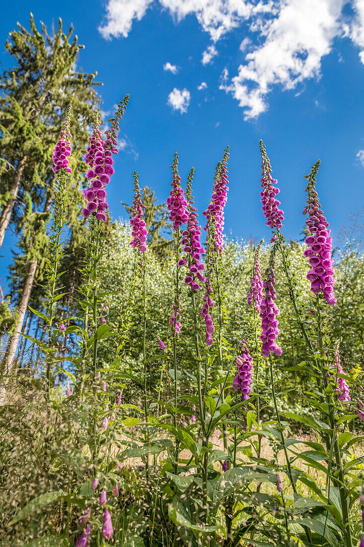 Fingerhut (Digitalis purpurea) auf einer Lichtung im Naturpark Rheingau-Taunus bei Engenhahn, Niedernhausen, Hessen, Deutschland