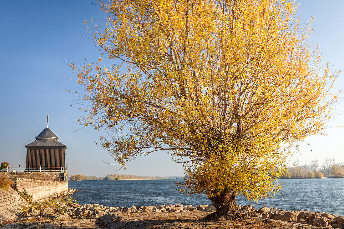 Herbstliche Weide am Oestricher Kran, Rheingau, Hessen, Deutschland