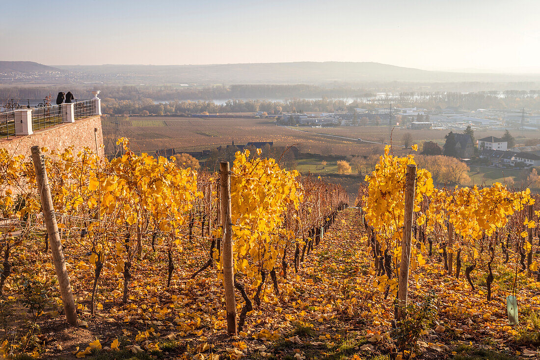 Blick von Schloss Johannisberg auf das Rheintal, Rheingau, Hessen, Deutschland