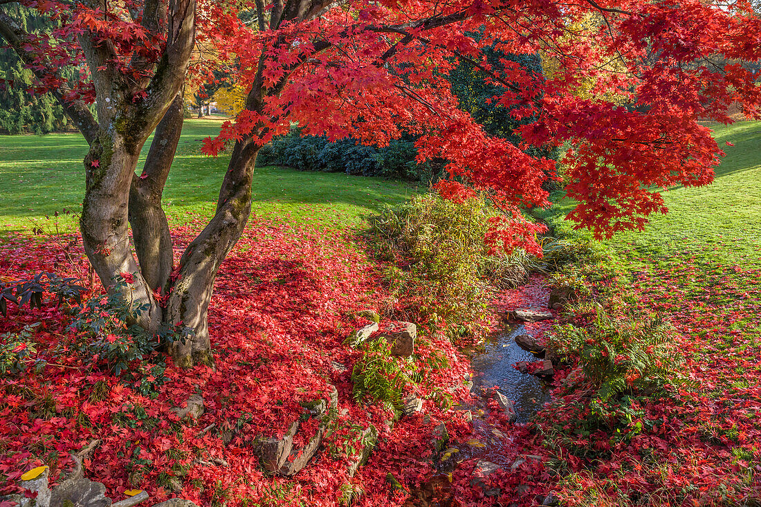 Neropark in autumn, Wiesbaden, Hesse, Germany