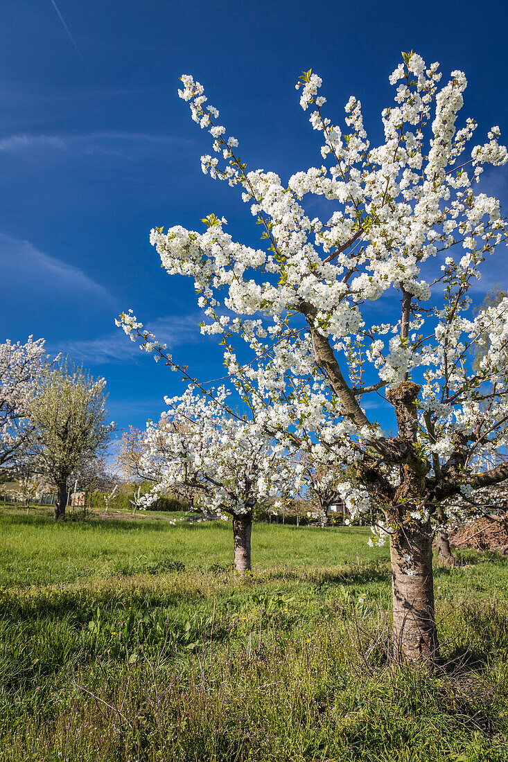 Lush blooming cherry trees near Frauenstein, Wiesbaden, Hesse, Germany