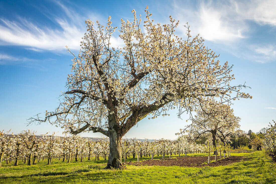 Blossoming cherry trees near Frauenstein, Wiesbaden, Hesse, Germany