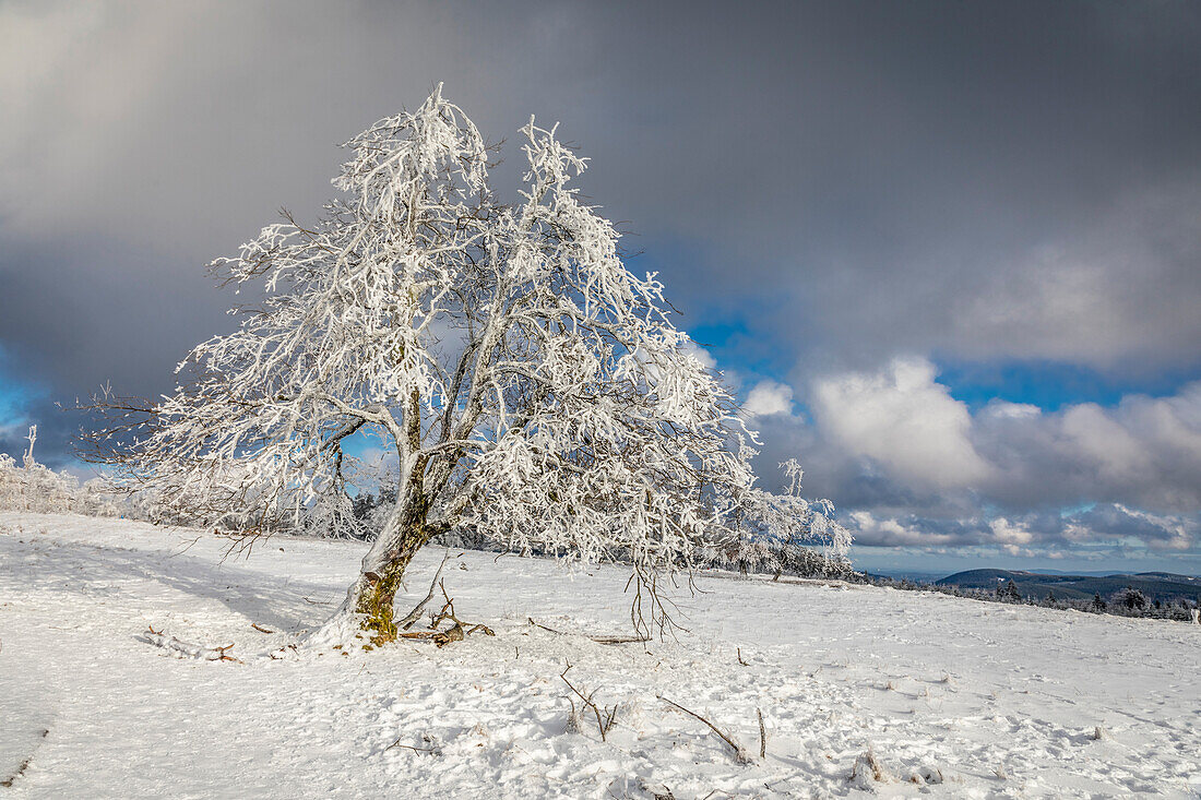 Verschneite Buche am Kahlen Asten (841 m) bei Winterberg, Sauerland, Nordrhein-Westfalen, Deutschland