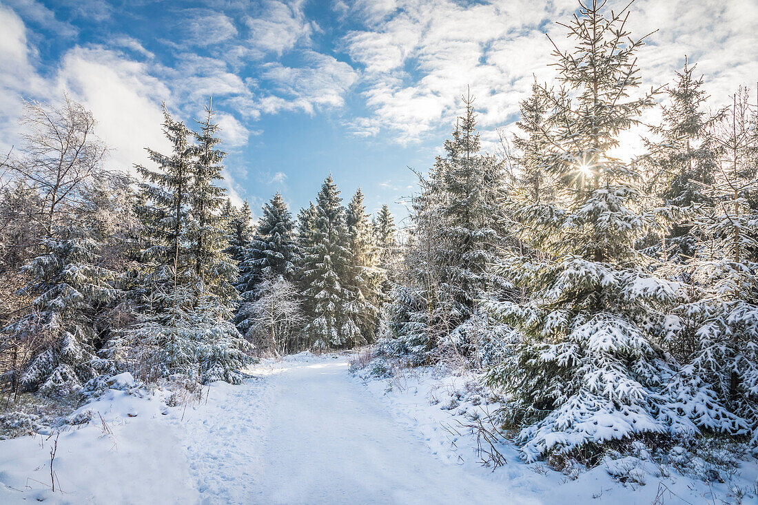 Wanderweg im Winterwald am Kahlen Asten bei Winterberg, Sauerland, Nordrhein-Westfalen, Deutschland