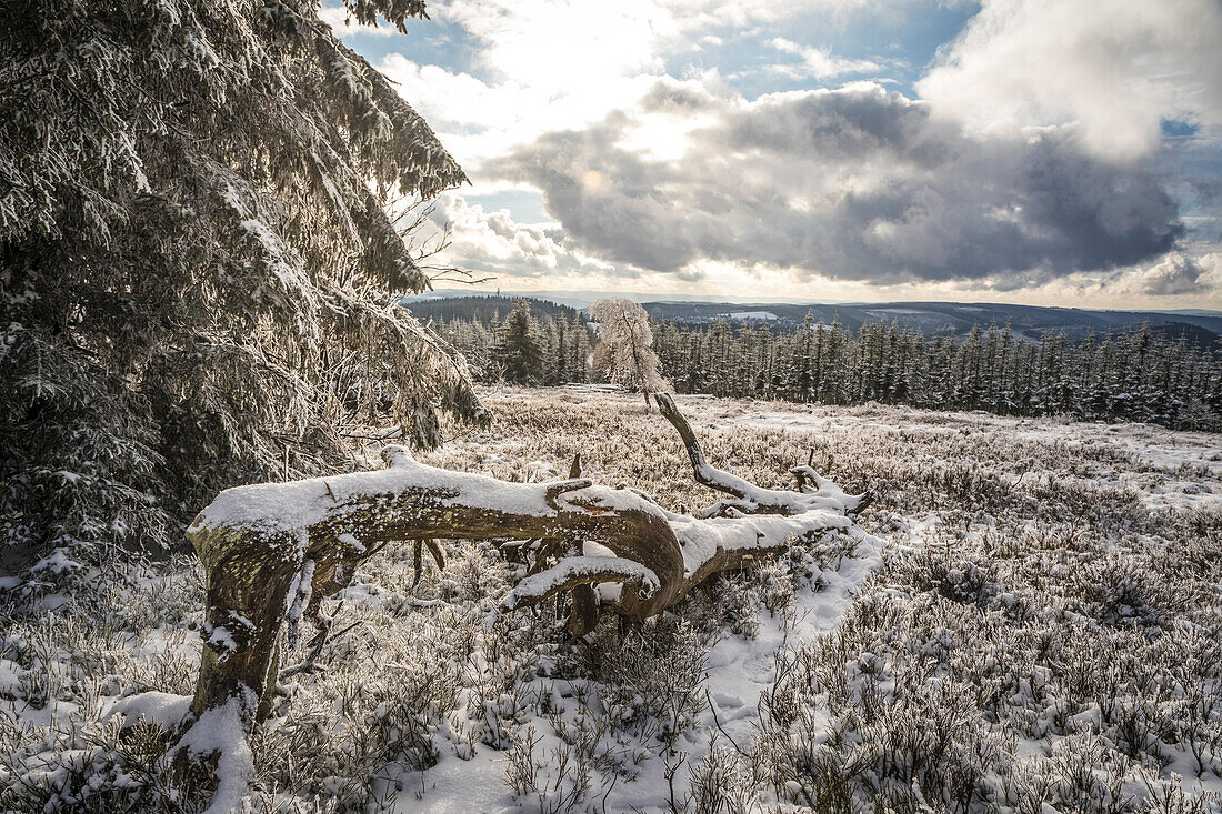 Verschneite Landschaft am Gipfelplateau des Kahlen Asten bei Winterberg, Sauerland, Nordrhein-Westfalen, Deutschland