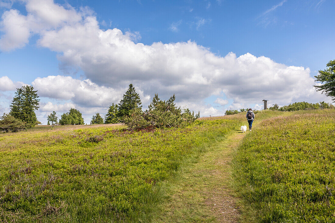 Wanderweg auf dem Gipfelplateau des Kahlen Asten bei Winterberg, Sauerland, Nordrhein-Westfalen, Deutschland
