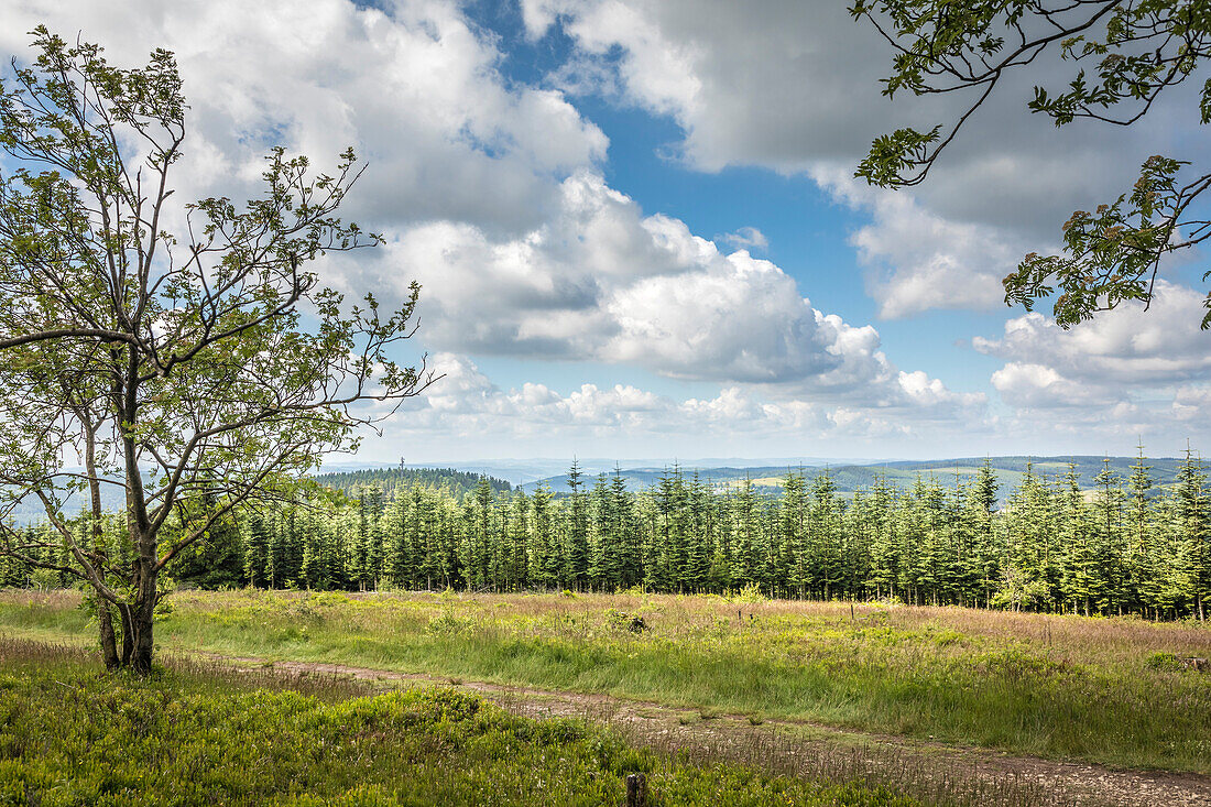 Spring on the summit plateau of the Kahler Asten near Winterberg, Sauerland, North Rhine-Westphalia, Germany