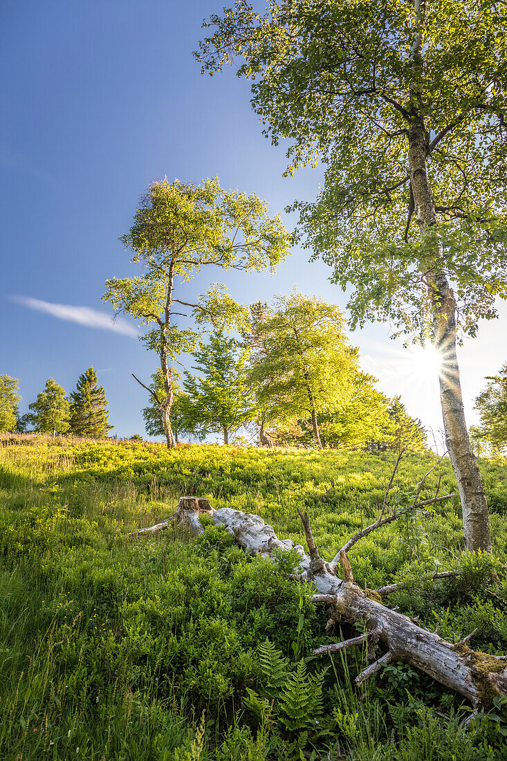 Frühling auf dem Gipfelplateau des Kahlen Asten bei Winterberg, Sauerland, Nordrhein-Westfalen, Deutschland