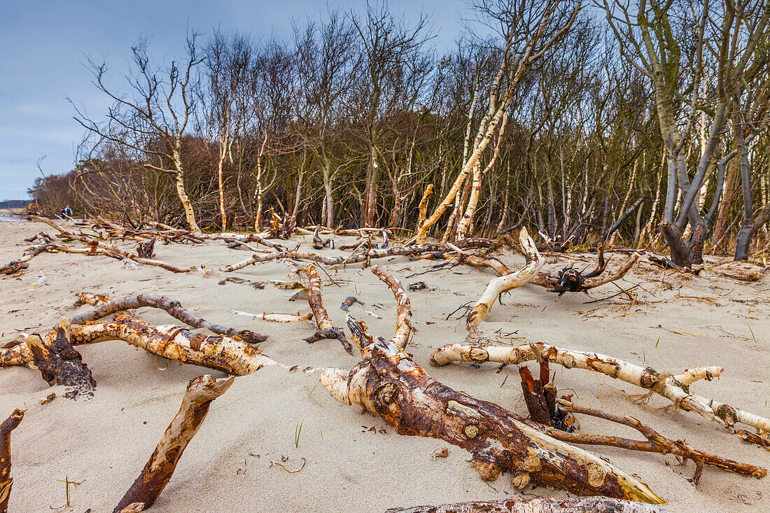 Küste mit Treibholz am Darßer Weststrand, Mecklenburg-Vorpommern, Norddeutschland, Deutschland