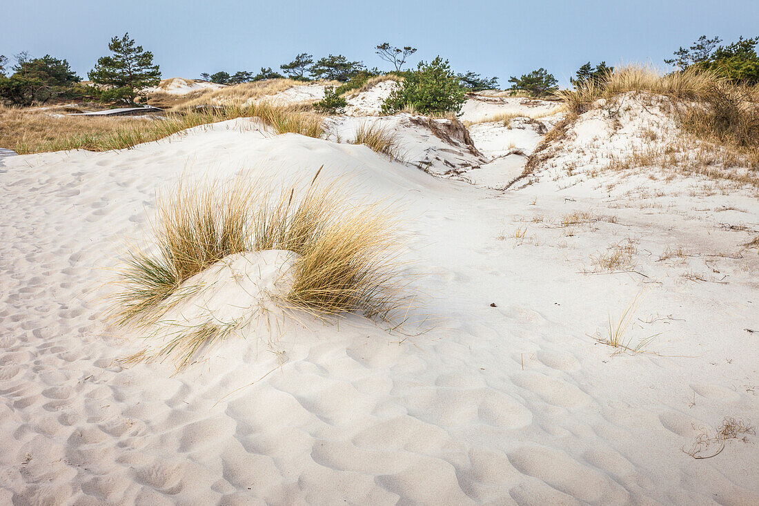 Sand dunes at Darsser Ort, Mecklenburg-West Pomerania, North Germany, Germany