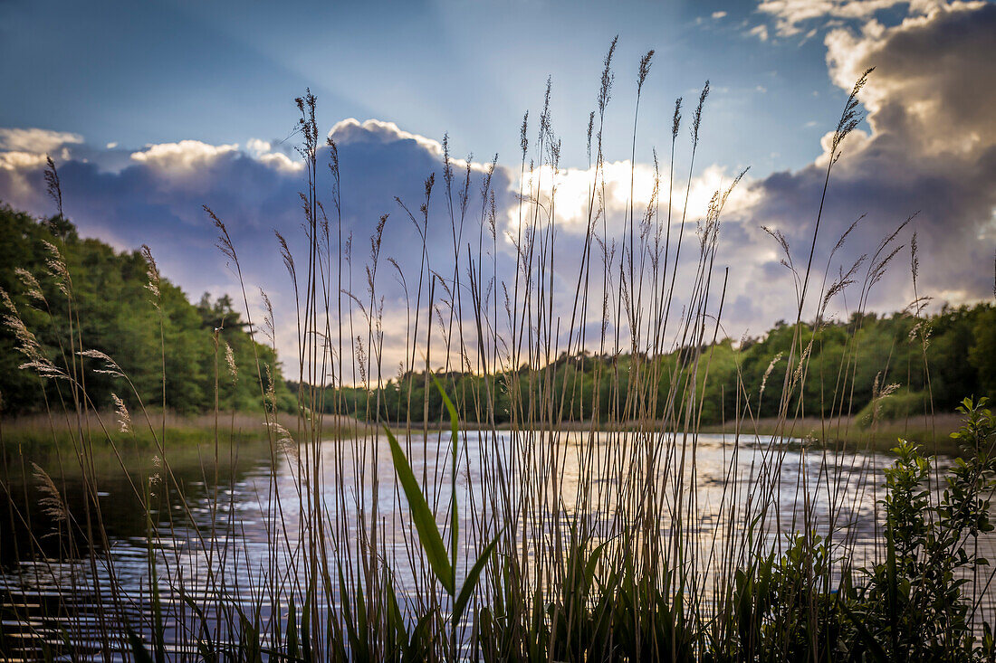 Boddenlandschaft bei Prerow, Mecklenburg-Vorpommern, Norddeutschland, Deutschland