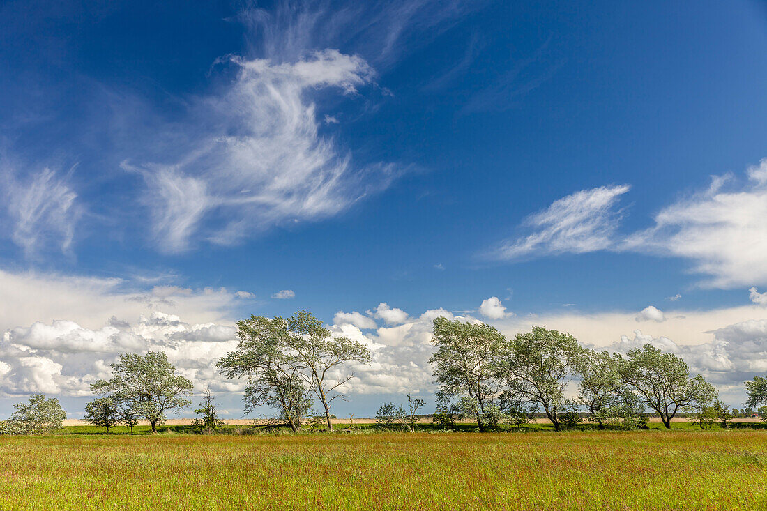 Windgebeugte Bäume bei Zingst, Mecklenburg-Vorpommern, Norddeutschland, Deutschland