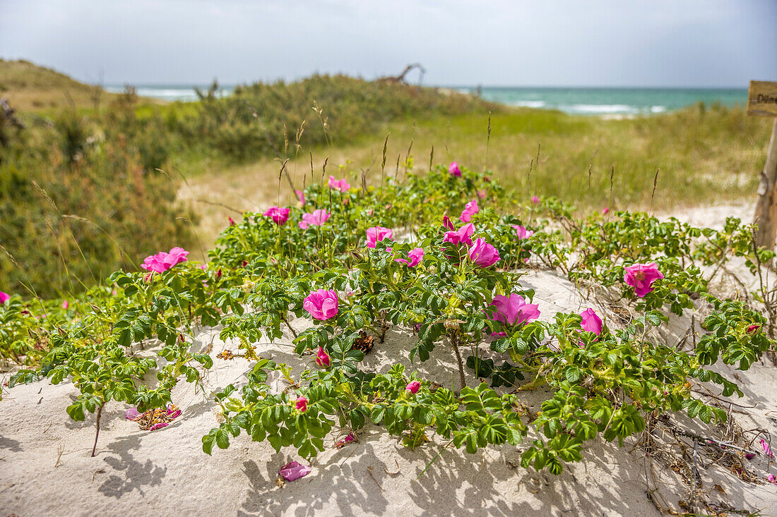 Wildrosen am Strand im Nationalpark Vorpommersche Boddenlandschaft, Mecklenburg-Vorpommern, Norddeutschland, Deutschland