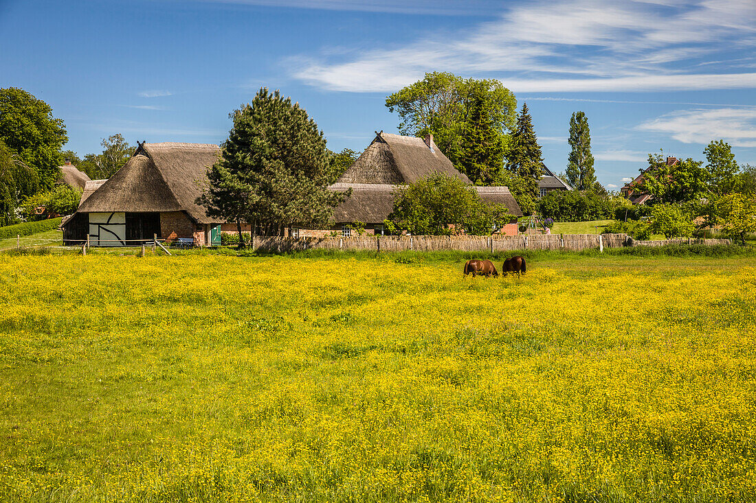 Reetgedeckter Bauernhof mit blühender Wiese in Ahrenshoop, Mecklenburg-Vorpommern, Norddeutschland, Deutschland