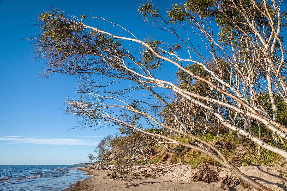 Bäume am Darßer Weststrand, Mecklenburg-Vorpommern, Norddeutschland, Deutschland