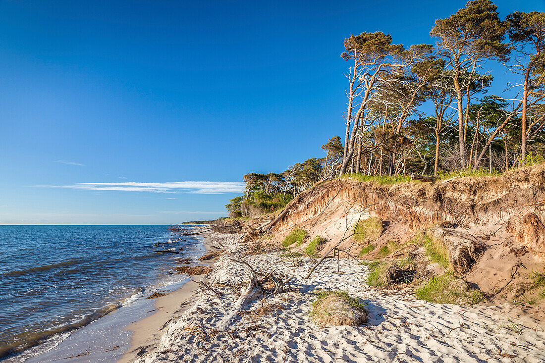 Trees at Darss West Beach, Mecklenburg-Western Pomerania, North Germany, Germany