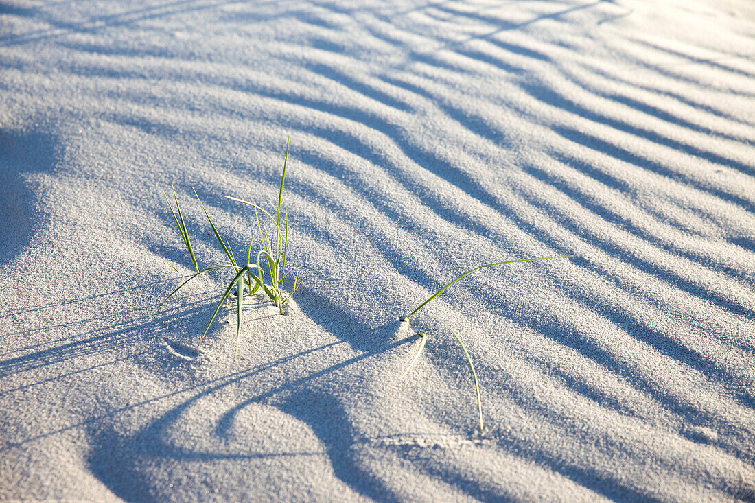 Sandrippel am Darßer Weststrand, Mecklenburg-Vorpommern, Norddeutschland, Deutschland