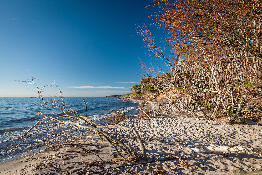 Trees at Darss West Beach, Mecklenburg-Western Pomerania, North Germany, Germany