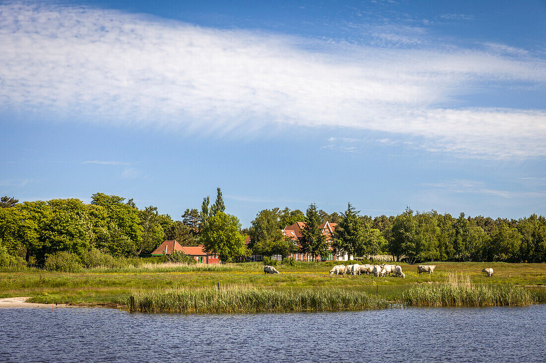 Kühe auf der Weide am Bodden bei Prerow, Mecklenburg-Vorpommern, Norddeutschland, Deutschland