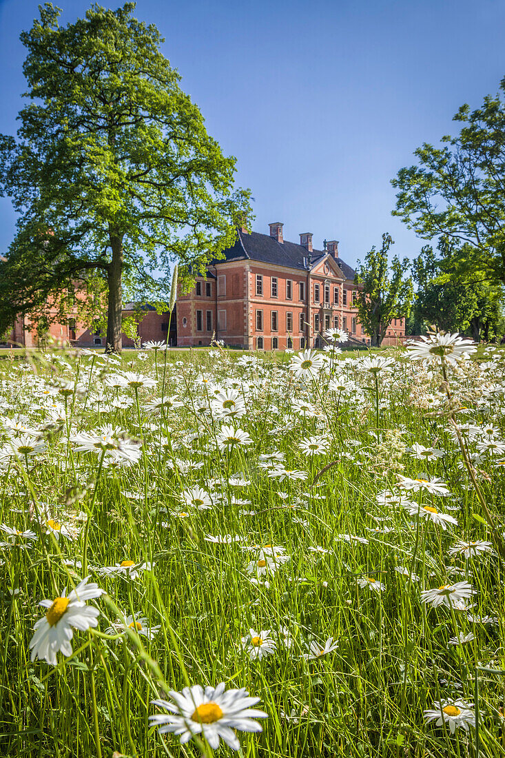 Blumenwiese im Park von Schloss Bothmer in Klütz, Mecklenburg-Vorpommern, Norddeutschland, Deutschland