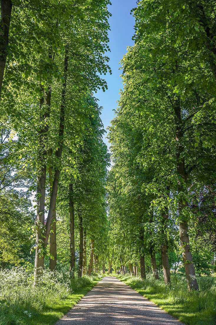 Baumallee im Park von Schloss Bothmer in Klütz, Mecklenburg-Vorpommern, Norddeutschland, Deutschland