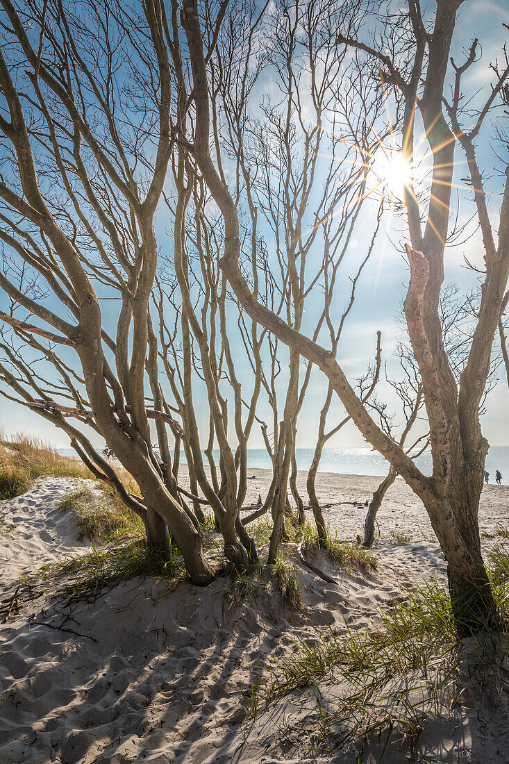 Trees at Darss West Beach, Mecklenburg-Western Pomerania, North Germany, Germany