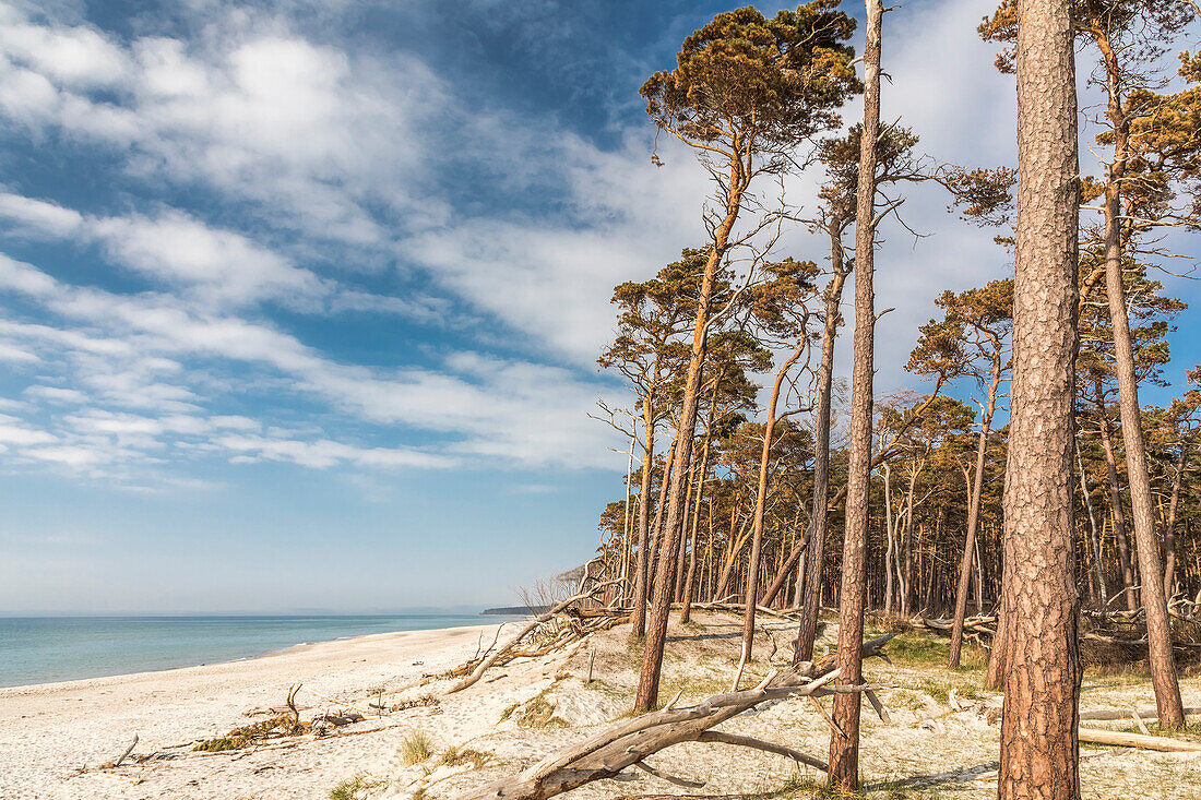 Trees at Darss West Beach, Mecklenburg-Western Pomerania, North Germany, Germany