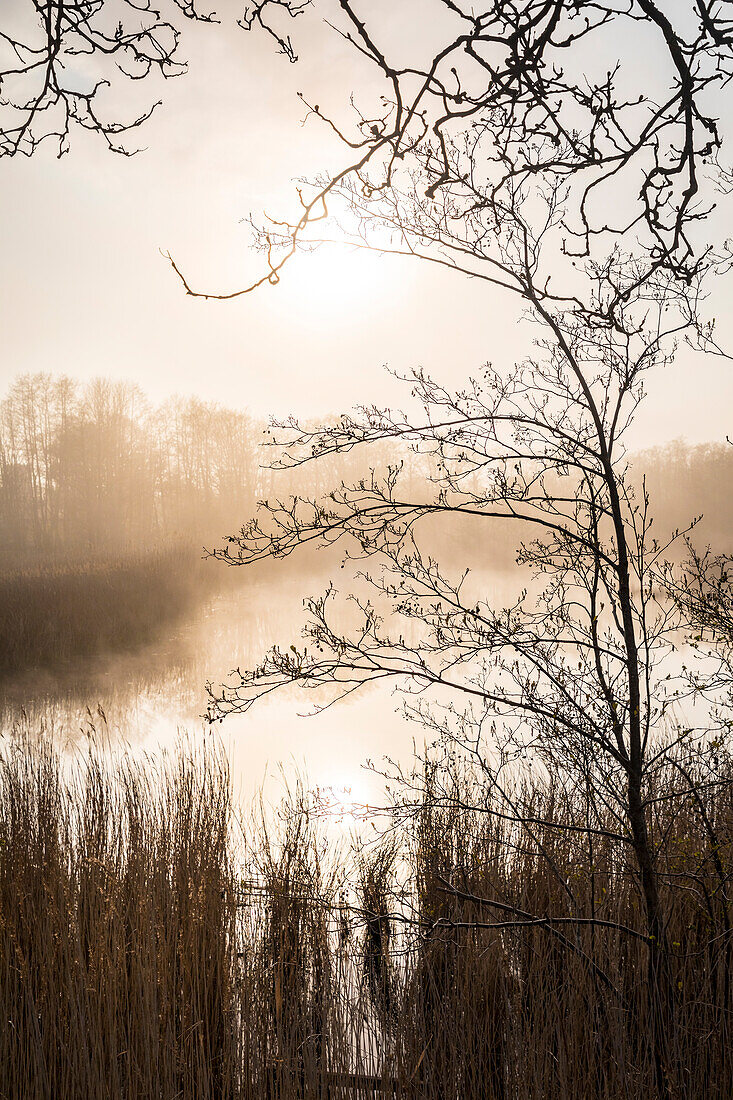Foggy mood on the Bodden near Prerow, Mecklenburg-Western Pomerania, Northern Germany, Germany