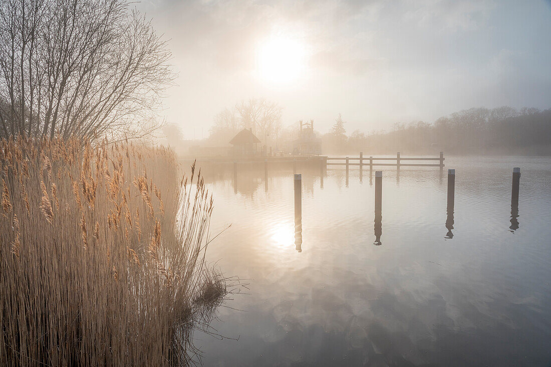 Fog mood at the Boddenhafen of Prerow, Mecklenburg-West Pomerania, Northern Germany, Germany
