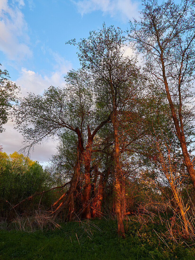 Sonnenuntergang im Vogelschutzgebiet NSG Garstadt bei Heidenfeld im Landkreis Schweinfurt, Unterfranken, Bayern, Deutschland