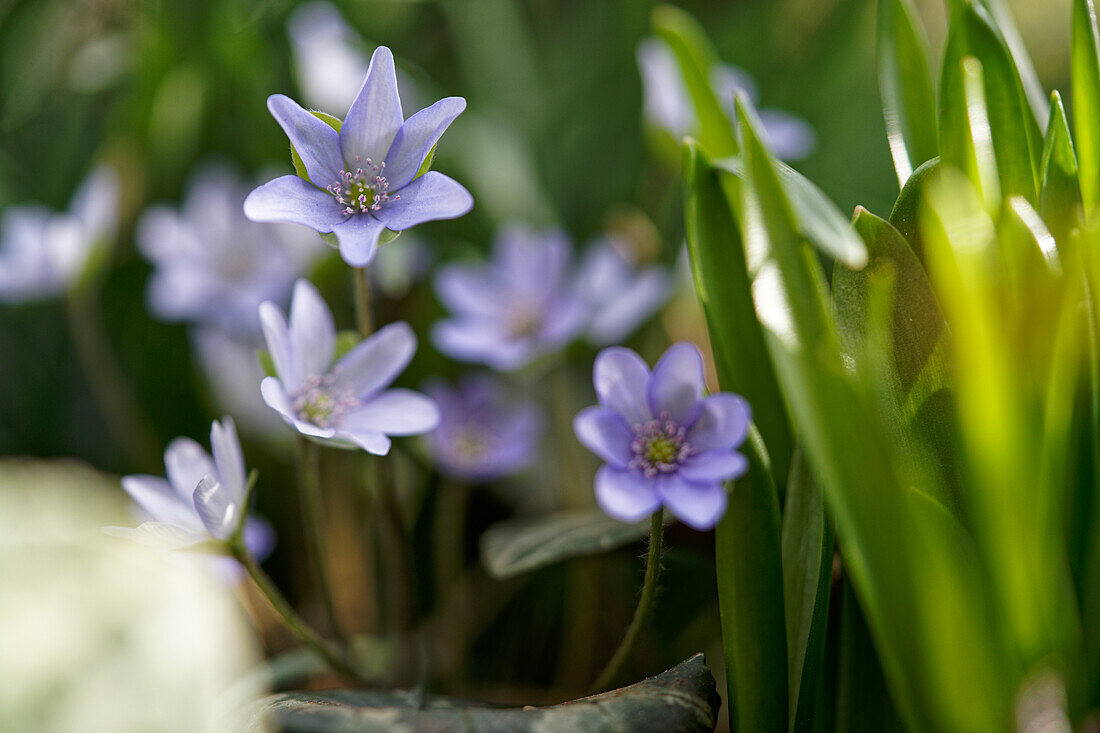 Hepatica, Anemone hepatica