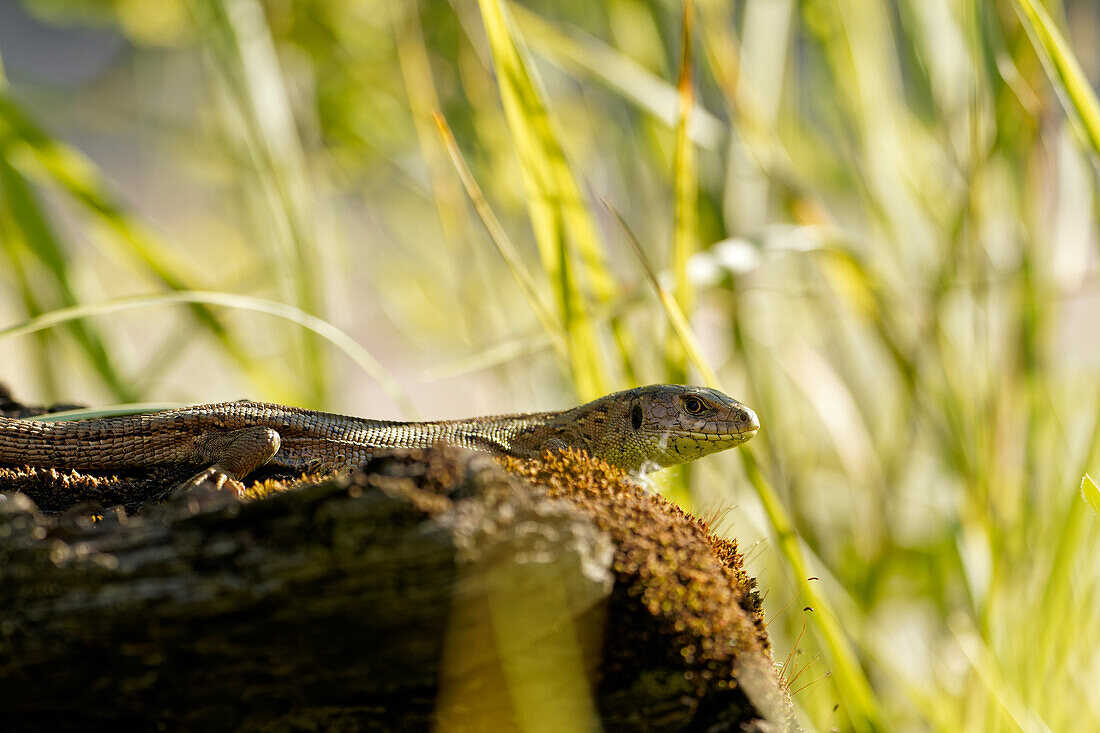 Zauneidechse, Lacerta agilis