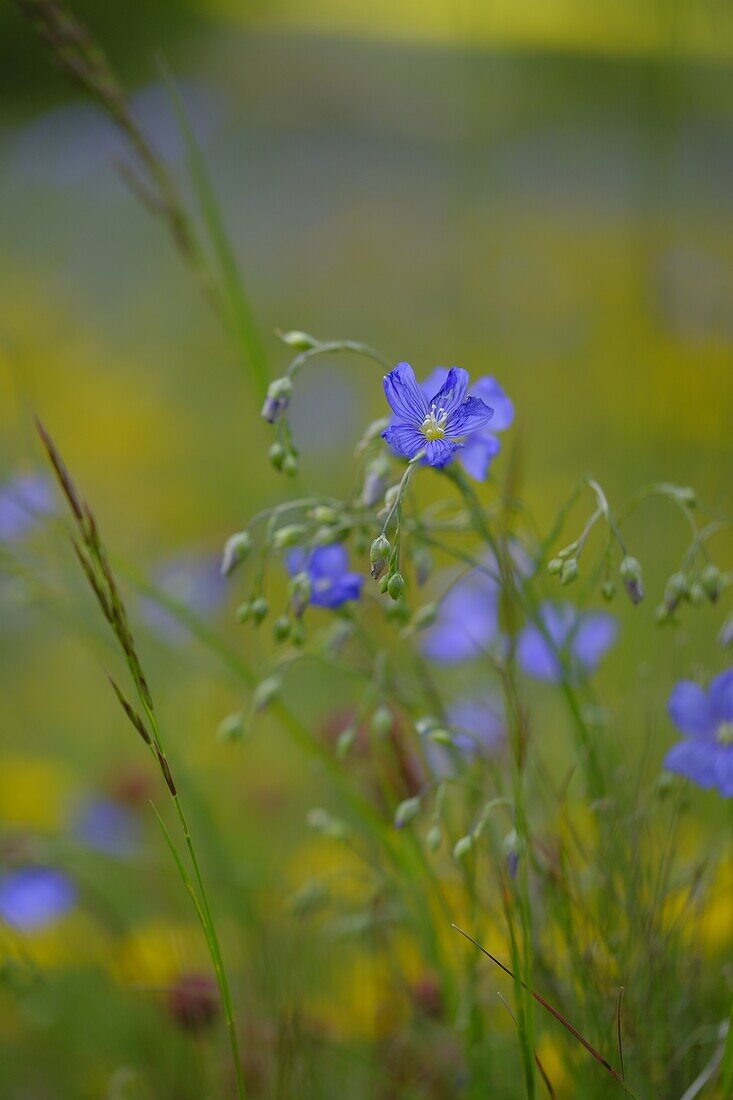 Common flax, common flax, Linum usitatissimum