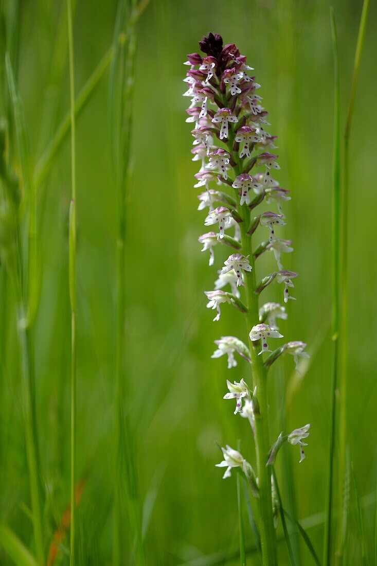 Burnt Orchid, Orchis ustulata