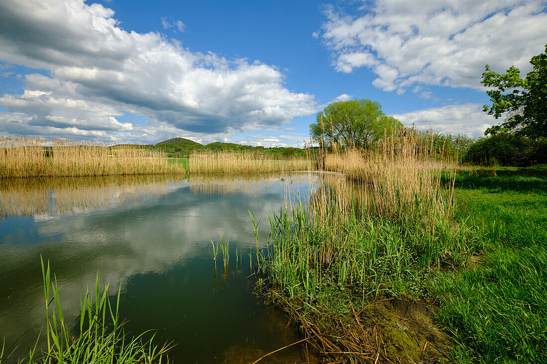 Der Lautensee im Naturschutzgebiet Mainaue bei Augsfeld, Stadt Haßfurt, Landkreis Hassberge, Unterfranken, Franken, Bayern, Deutschland