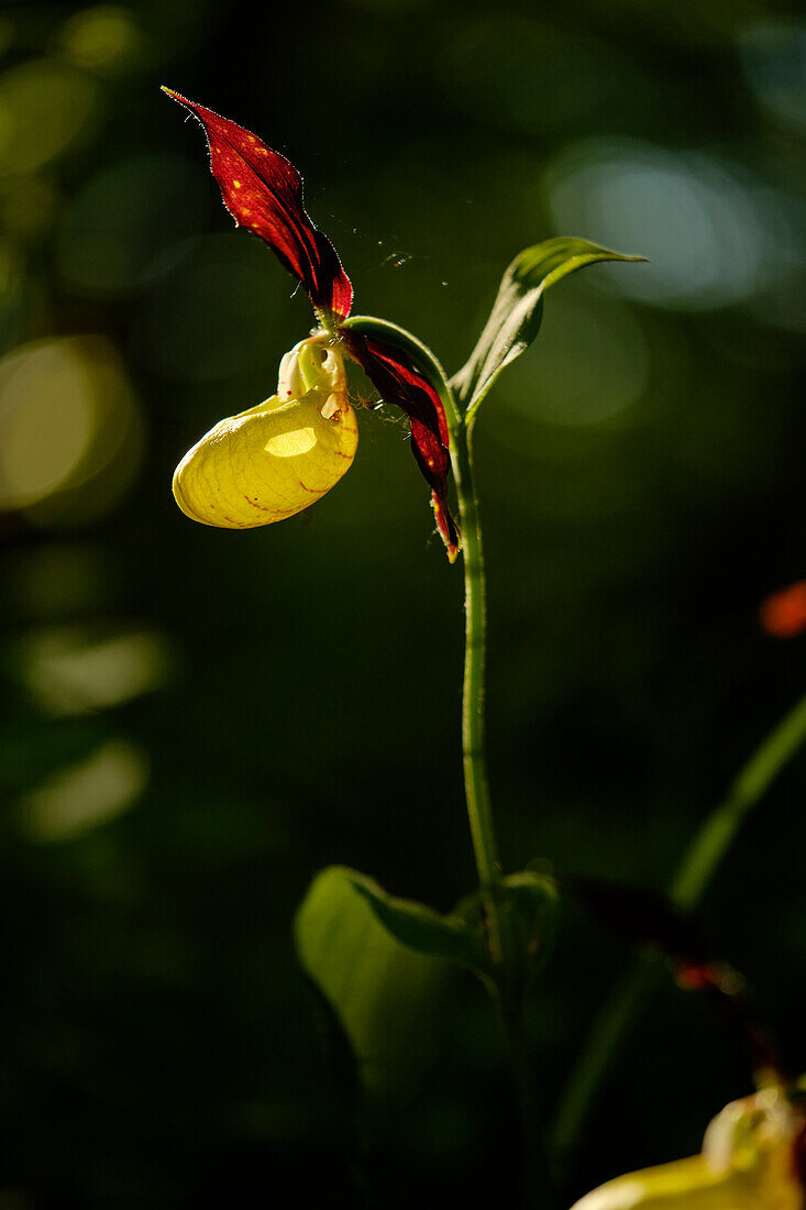 Lady's slipper, Cypripedium calceolus