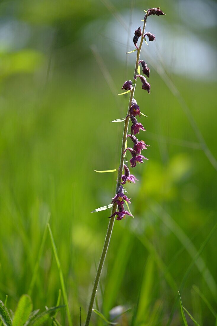 Braunrote Stendelwurz, Braunroter Sitter, Rotbraune Stendelwurz, Epipactis atrorubens