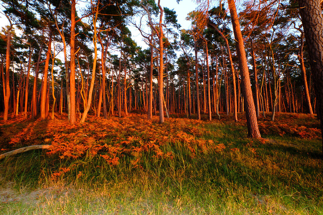 Lichtstimmung am Abend am Darßer Weststrand, Nationalpark Vorpommersche Boddenlandschaft, Mecklenburg Vorpommern, Deutschland