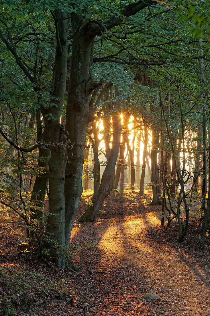 Lichtstimmung am Abend am Darßer Weststrand, Nationalpark Vorpommersche Boddenlandschaft, Mecklenburg Vorpommern, Deutschland