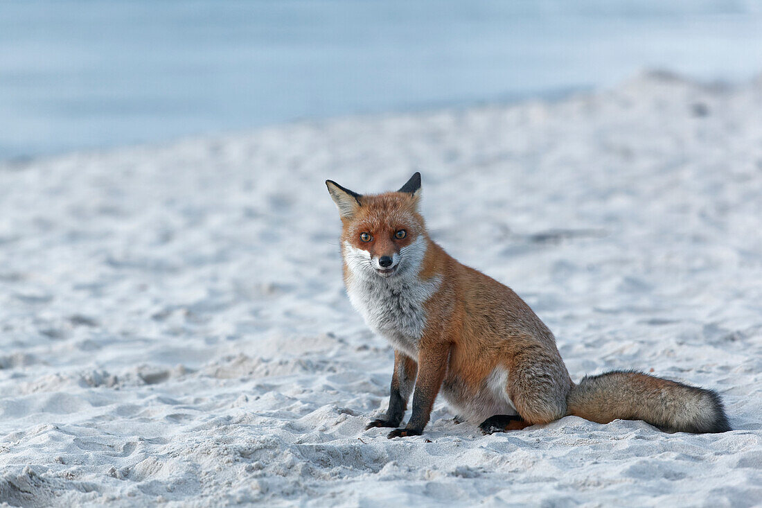 Red fox, Vulpes vulpes, on the western beach of Darß, Western Pomerania Lagoon Area National Park, Mecklenburg Western Pomerania, Germany