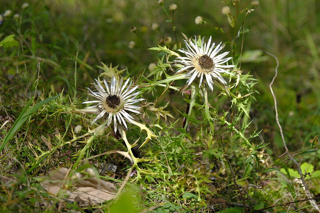 Silver thistle, Carlina acaulis