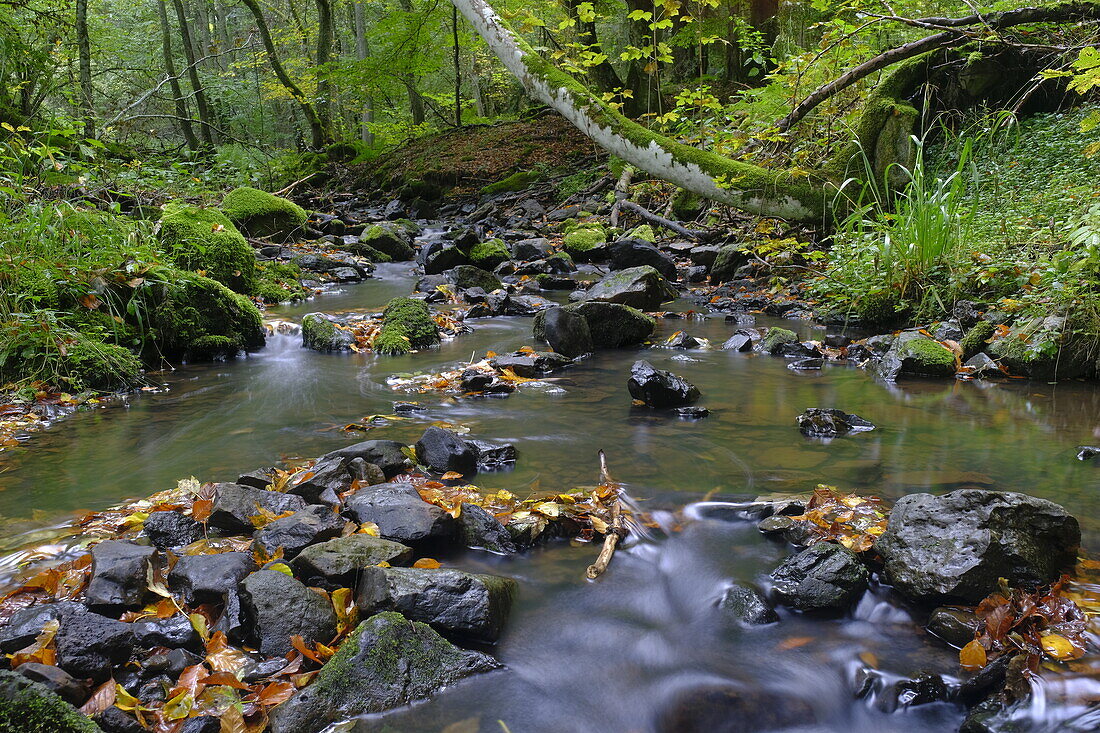 Der Schwarzbach am Holzberghof, Biosphärenreservat Rhön, Landkreis Rhön-Grabfeld, Unterfranken, Franken, Bayern, Deutschland