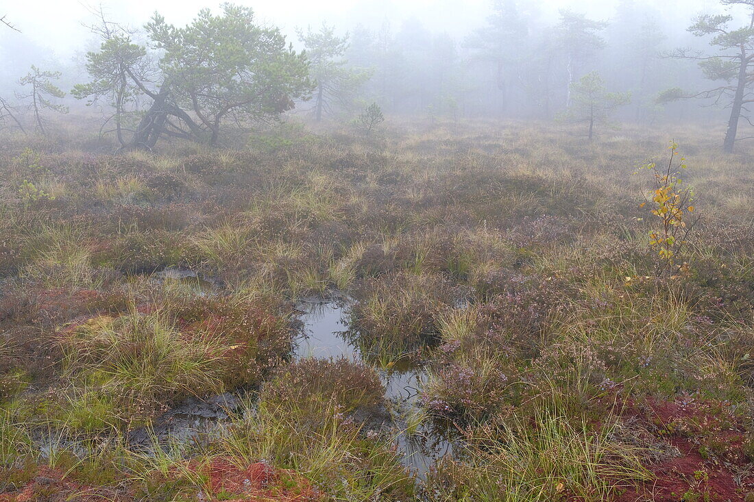 Das Naturschutzgebiet "Schwarzes Moor" im Nebel, Biosphärenreservat Rhön, Unterfranken, Franken, Bayern, Deutschland\n