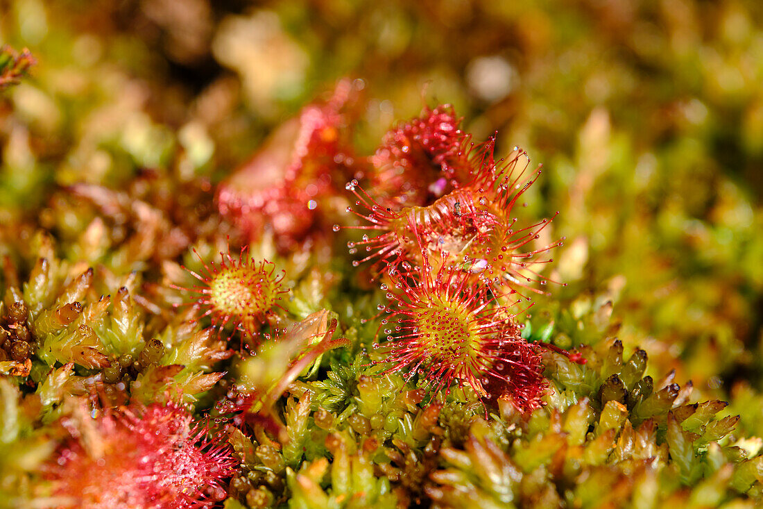 Sonnentau, Rundblättrige Sonnentau Drosera rotundifolia