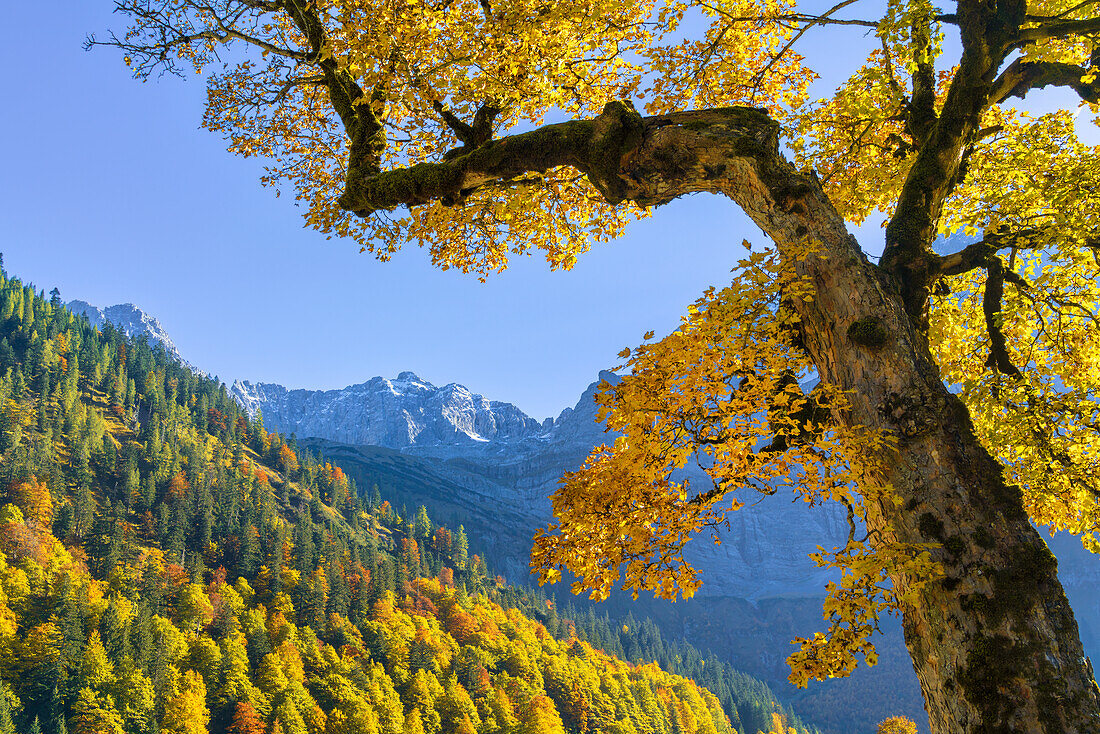 Bergahorn im Karwendel im Herbst, Eng Alm, Hinterriß, Karwendel, Tirol, Österreich