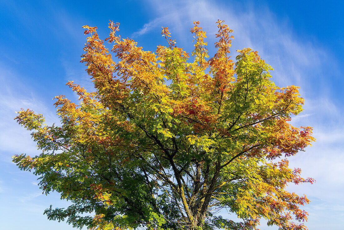 Herbstliche Baumkrone im Sonnenlicht, Toskana, Italien