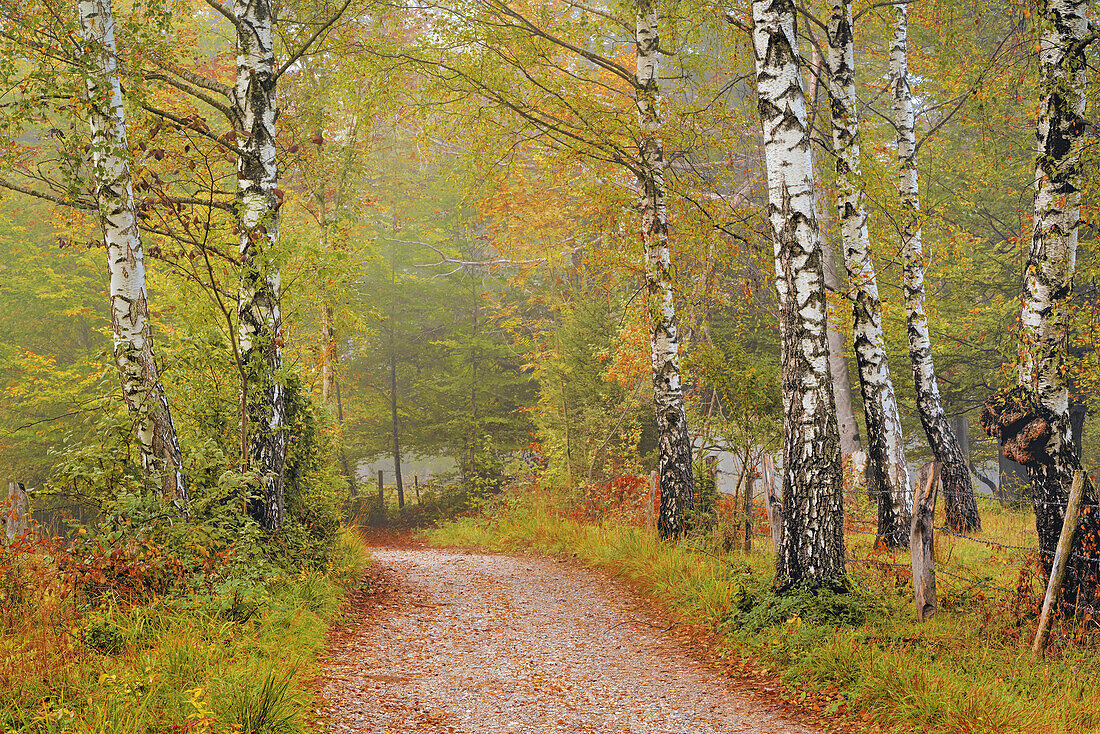Der Andechser Höhenweg im Herbst, Andechs, Oberbayern, Bayern, Deutschland