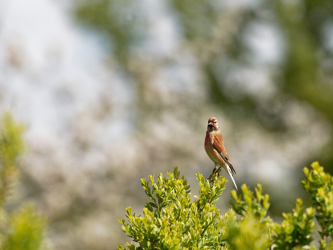 linnet, Linaria cannabina, Syn.: Carduelis cannabina,