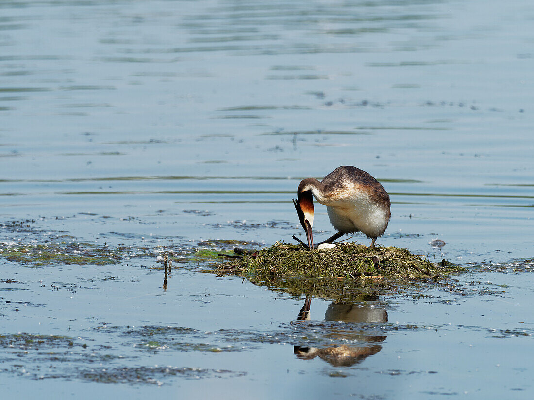 Haubentaucher, Podiceps cristatus, am Nest