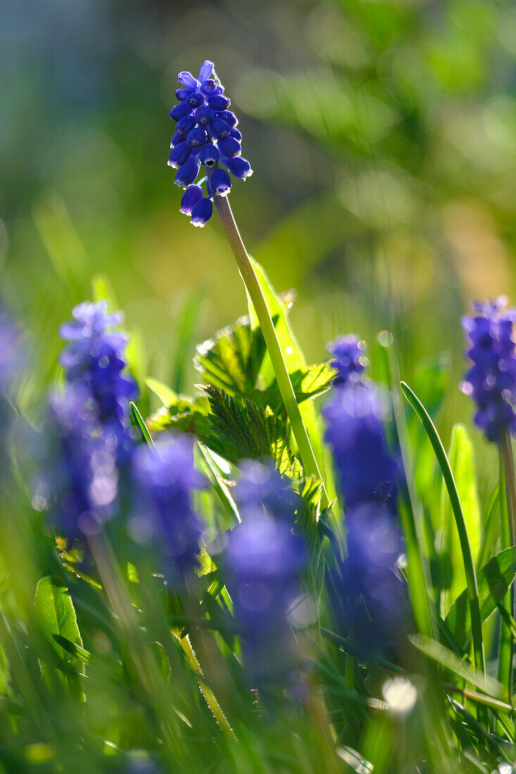 Traubenhyazinten, Muscari